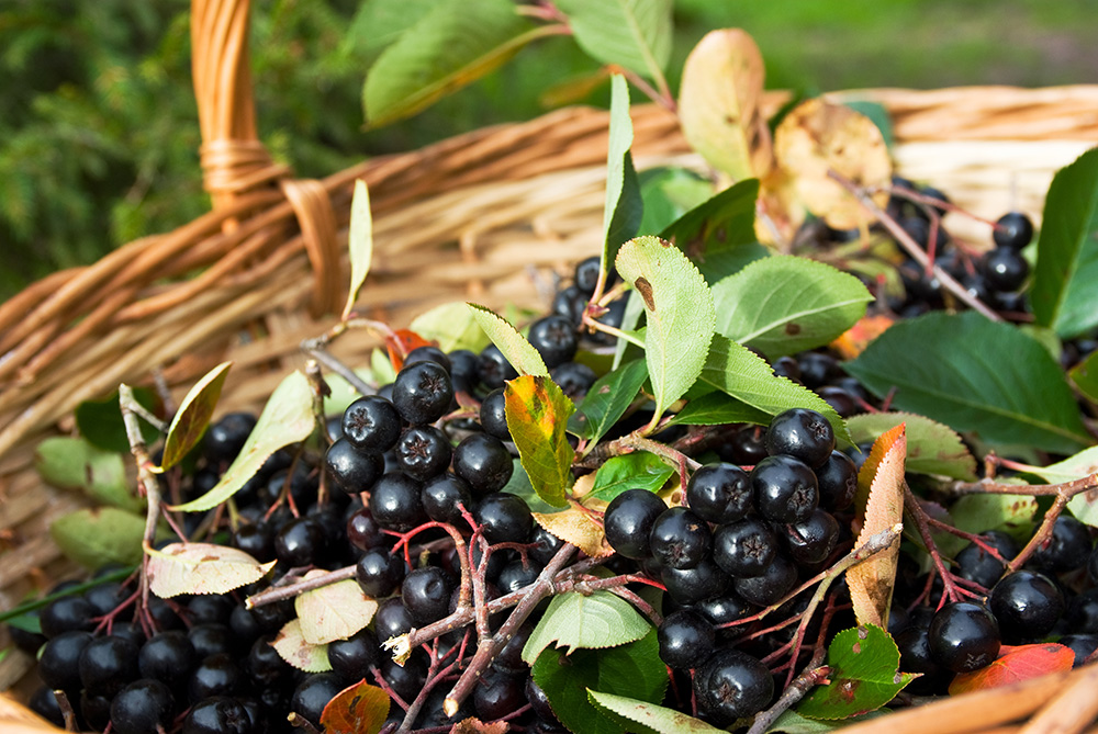 Aronia Berries (Chokeberries): Nutrition, Benefits, and More